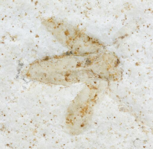 Jurassic Fossil Insect - Solnhofen Limestone #52506